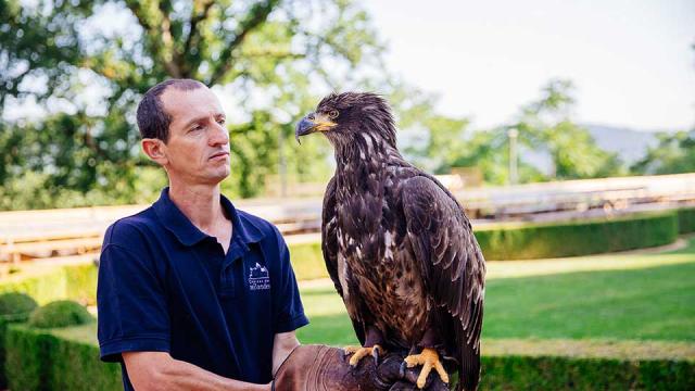 Spectacle de rapaces au Château des Milandes à Castelnaud en Dordogne Périgord