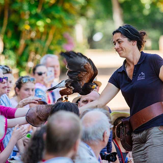 Spectacle de rapaces au Château des Milandes à Castelnaud en Dordogne Périgord