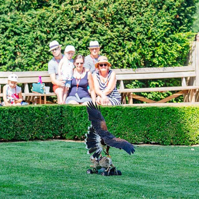 Spectacle de rapaces au Château des Milandes à Castelnaud en Dordogne Périgord