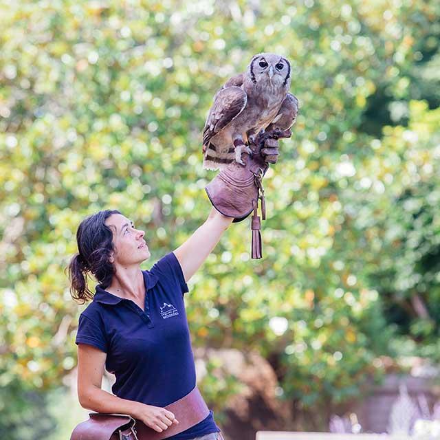 Spectacle de rapaces au Château des Milandes à Castelnaud en Dordogne Périgord