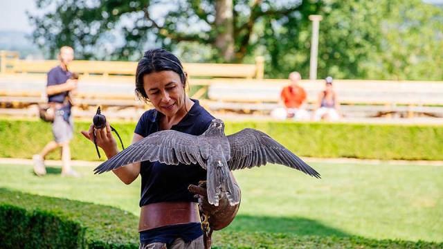 Spectacle de rapaces au Château des Milandes à Castelnaud en Dordogne Périgord