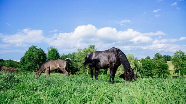 Les Deux Abbesses en Vert à Mareuil en Dordogne Périgord