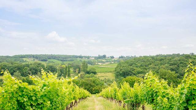 Château Feely à Saussignac en Dordogne Périgord