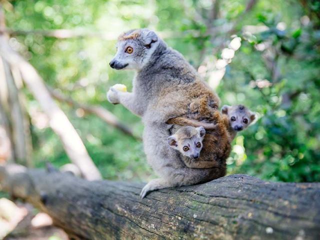 Réserve Zoologique de Calviac en Dordogne Périgord