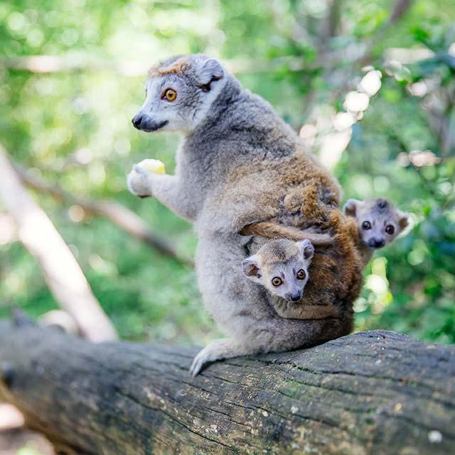 Réserve Zoologique de Calviac en Dordogne Périgord