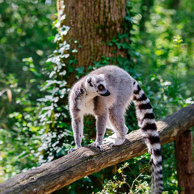 Réserve Zoologique de Calviac en Dordogne Périgord