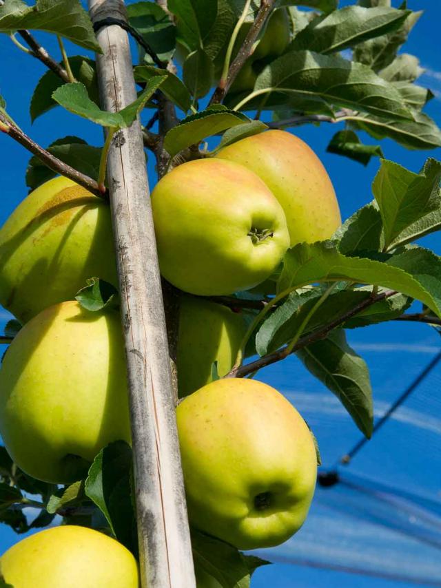 Pommes du Limousin