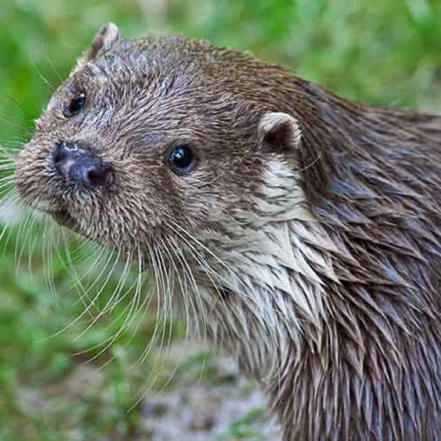 Loutre aux Tourbières Vendoire