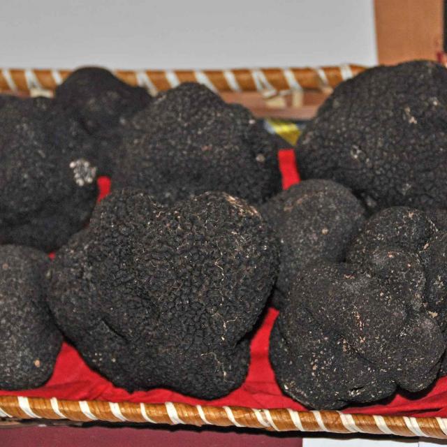 Truffes noires du Périgord