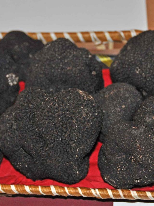 Truffes noires du Périgord