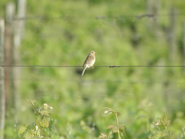 Vignoble de Bergerac Duras