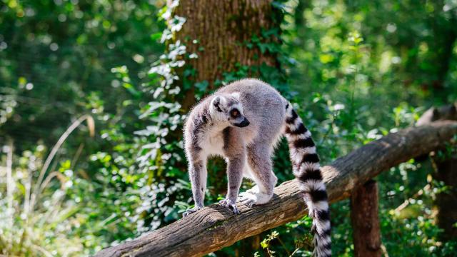 Réserve Zoologique de Calviac