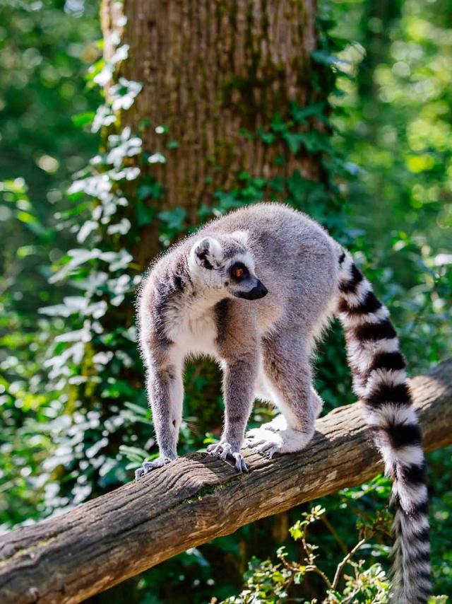 Réserve Zoologique de Calviac