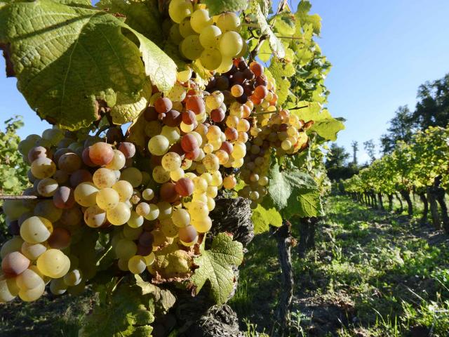 Vignoble de Bergerac