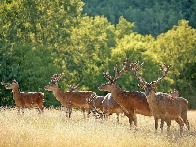 Cervidés en Vallée de la Vézère