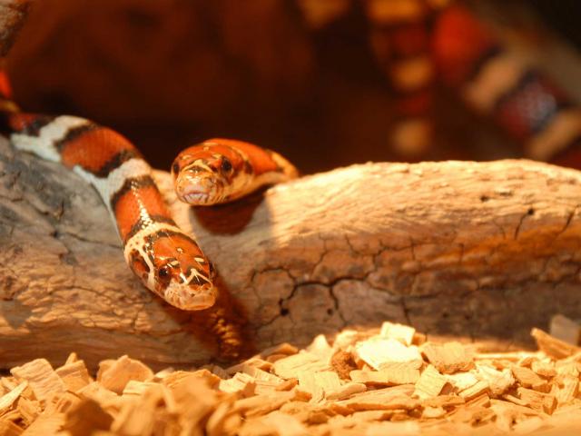 Aquarium du Périgord Noir, serpent corail