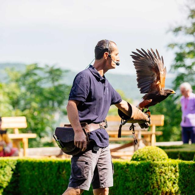 Spectacle de rapaces au Château des Milandes à Castelnaud en Dordogne Périgord