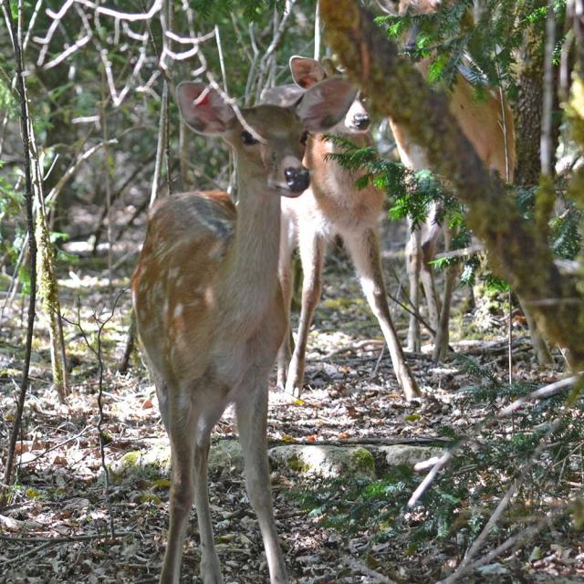 Le Parc Sauvage à La Tour Blanche