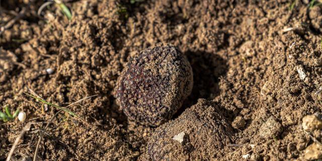 Expérience Truffe L'escapade à Lascaux