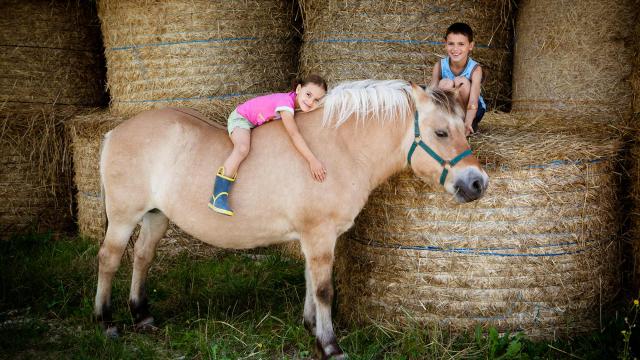 Cheval à la ferme