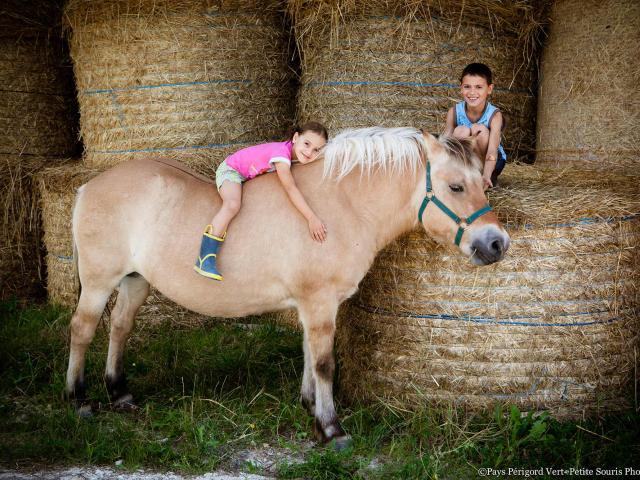 Cheval à la ferme