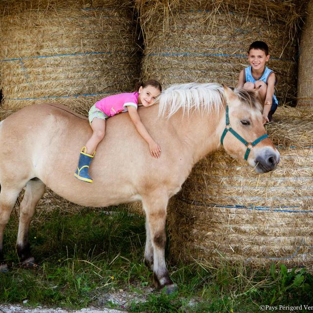 Cheval à la ferme