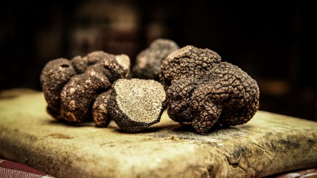 La truffe du Périgord