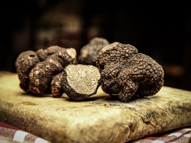 La truffe du Périgord