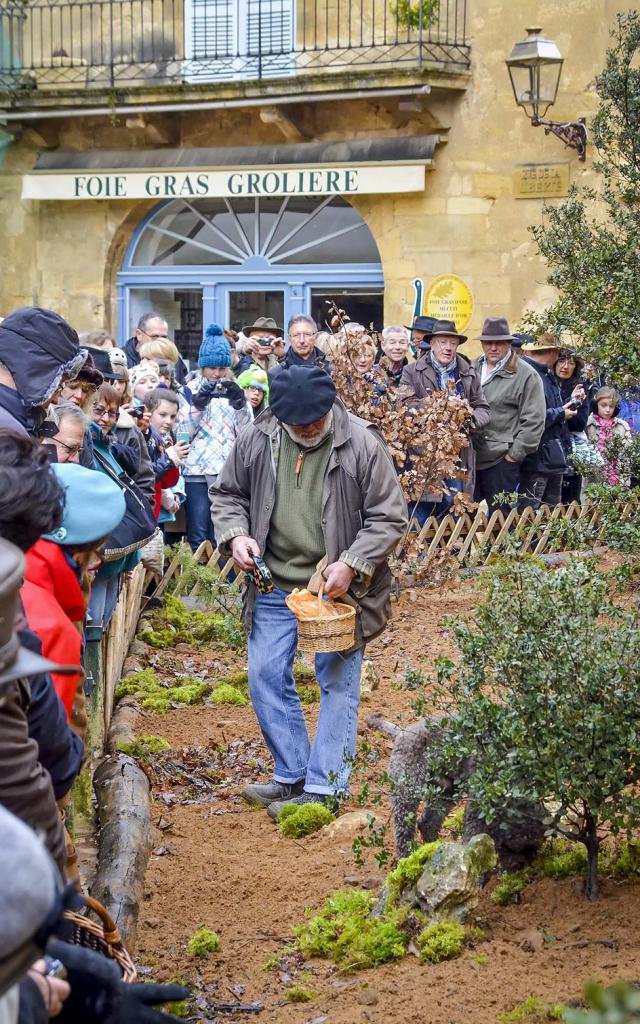 Fête de la Truffe à Sarlat - Démonstration de cavage