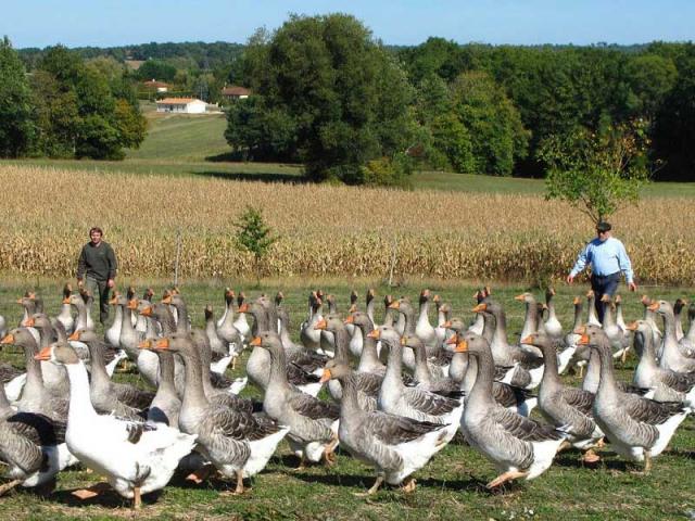 Ferme Milhac-Oie en Périgord