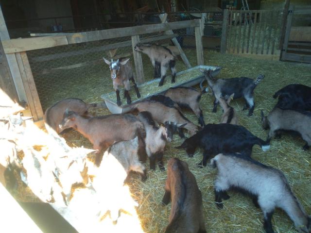 Ferme Bon'O'Venture à Rouffignac Saint-Cernin