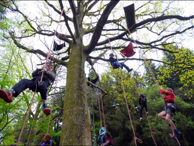 Eté Actif : Grimpe d'arbre