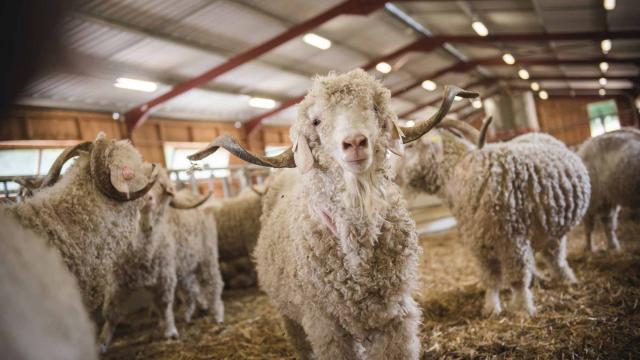 Ferme des 4 Vents à Peyrillac et Millac