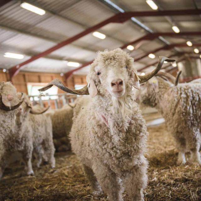 Ferme des 4 Vents à Peyrillac et Millac