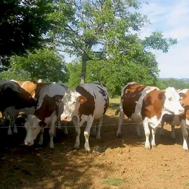 Ferme de Bosloubet à Eyzerac