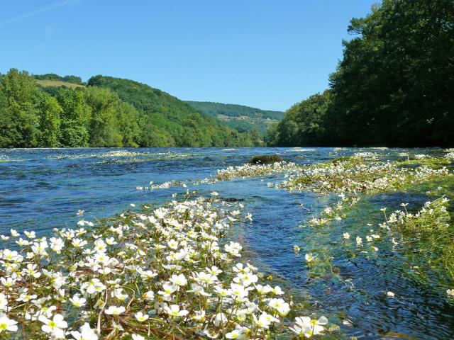 Renoncules aquatiques sur la rivière Dordogne