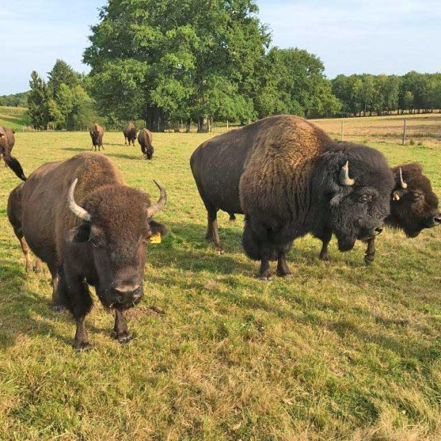 Bisons - Ferme L'autruche Périgourdine à Saint-Saud Lacoussière