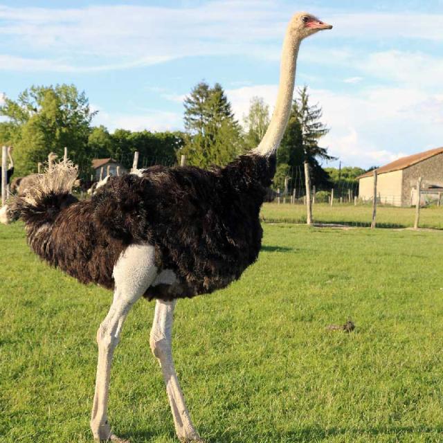 Ferme L'autruche Périgourdine à Saint-Saud Lacoussière