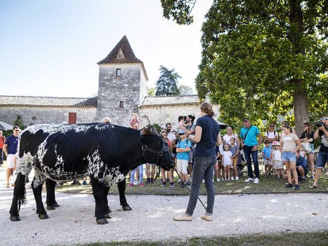 Attelage de boeufs au Château de Bridoire