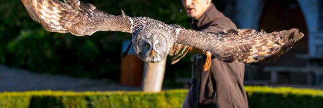 Spectacle de rapaces au Château des Milandes