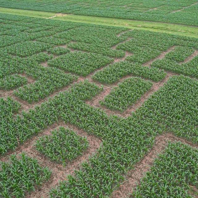 Labyrinthe végétal en Périgord Ribéracois