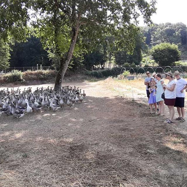 Les Oies du Périgord Noir à Prats de Carlux