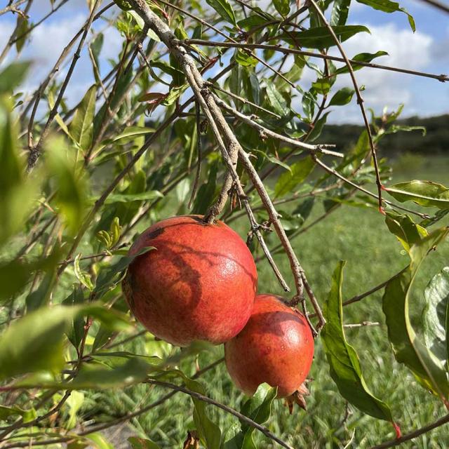 Le Verger des Arilles à Lanquais