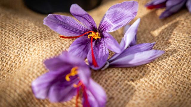 Les jardins gourmands de la Tourouge à Coulaures