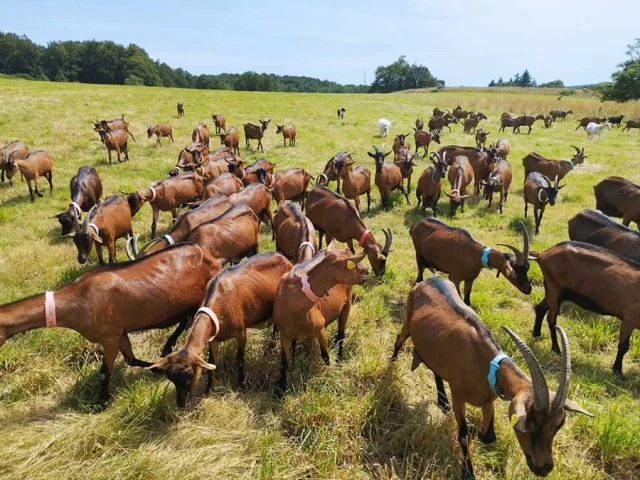 La ferme des Coeurs de lait à Busseroles