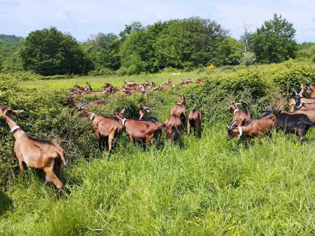 La ferme des Coeurs de lait à Busseroles