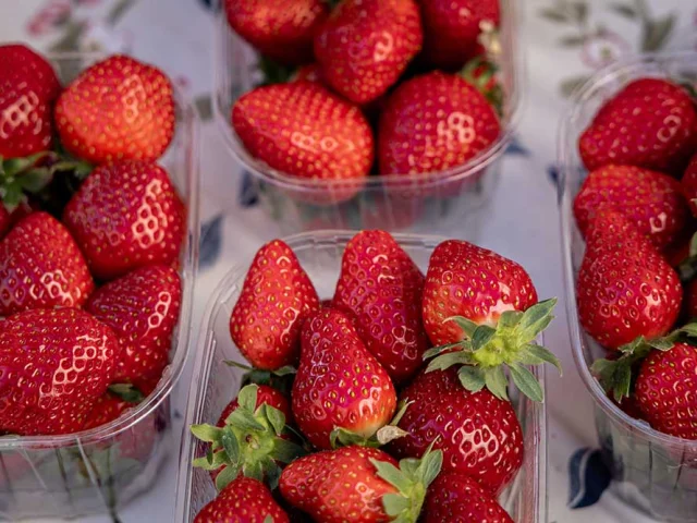 Marché des producteurs de Périgueux. Fraises du Périgord