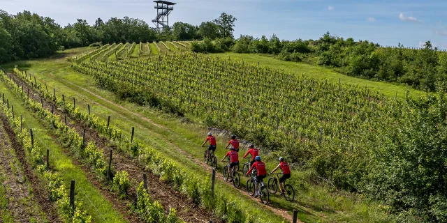 Balade en VTT dans le vignoble de Domme