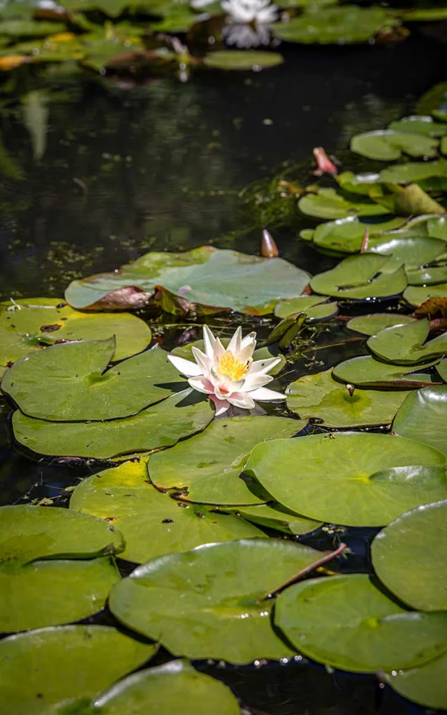 Jardins d'eau à Carsac-Aillac