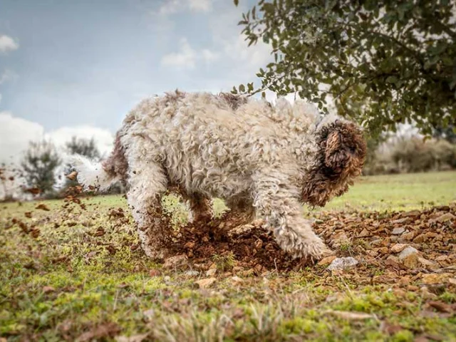 Cavage de la truffe avec un chien